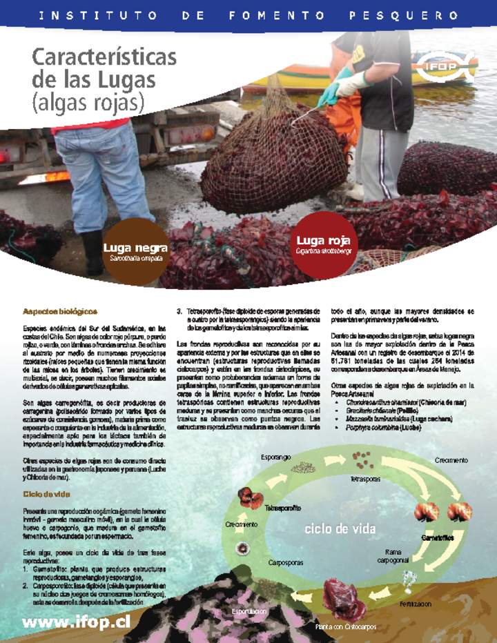 Características de las lugas algas rojas.