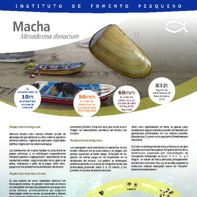 Macha (Mesodesma donacium).