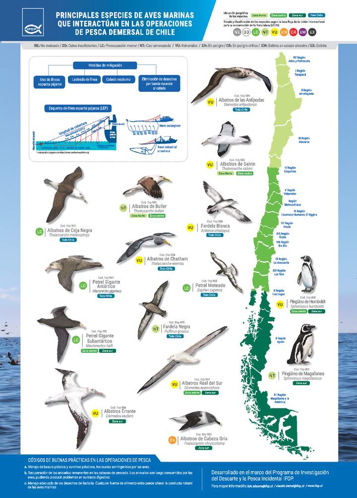 Principales especies de aves marinas que interactúan en las operaciones de pesca demersal de Chile.