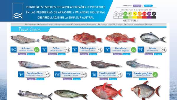 Principales especies de fauna acompañante presentes en las pesquerías de arrastre y palangre industrial desarrolladas en la zona sur austral.