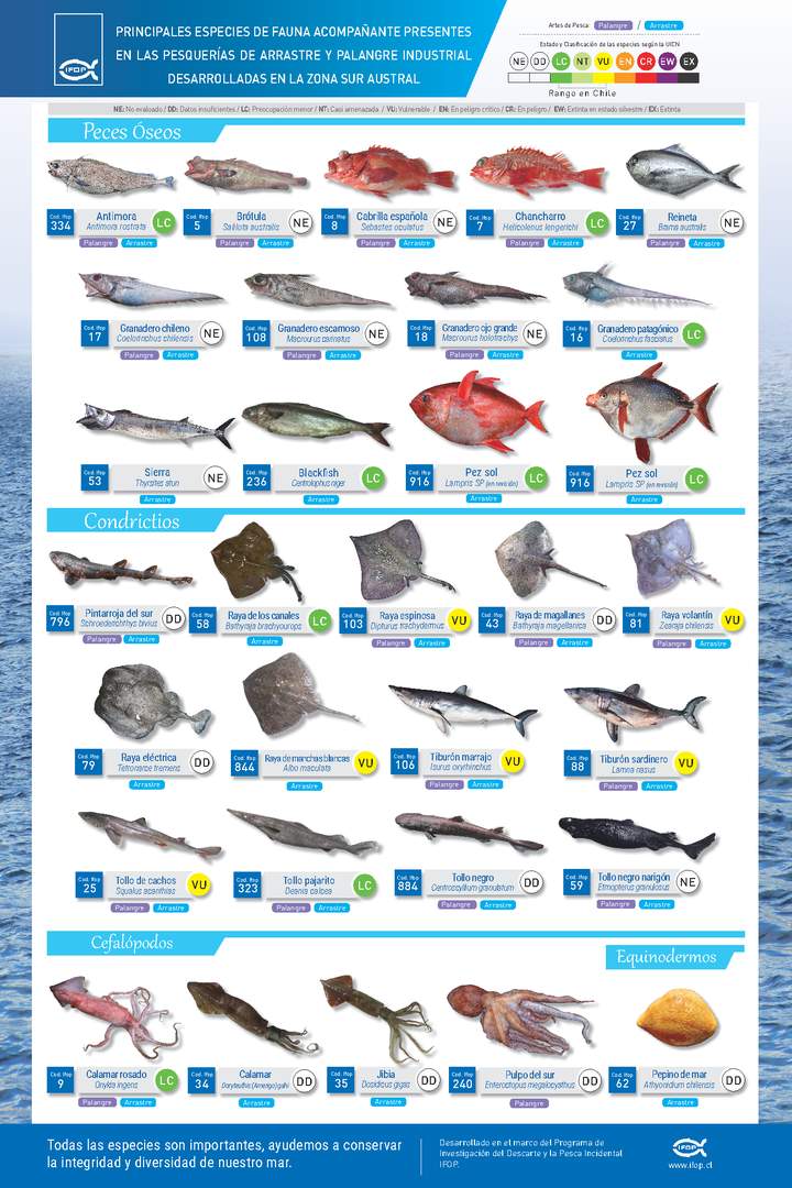 Principales especies de fauna acompañante presentes en las pesquerías de arrastre y palangre industrial desarrolladas en la zona sur austral.