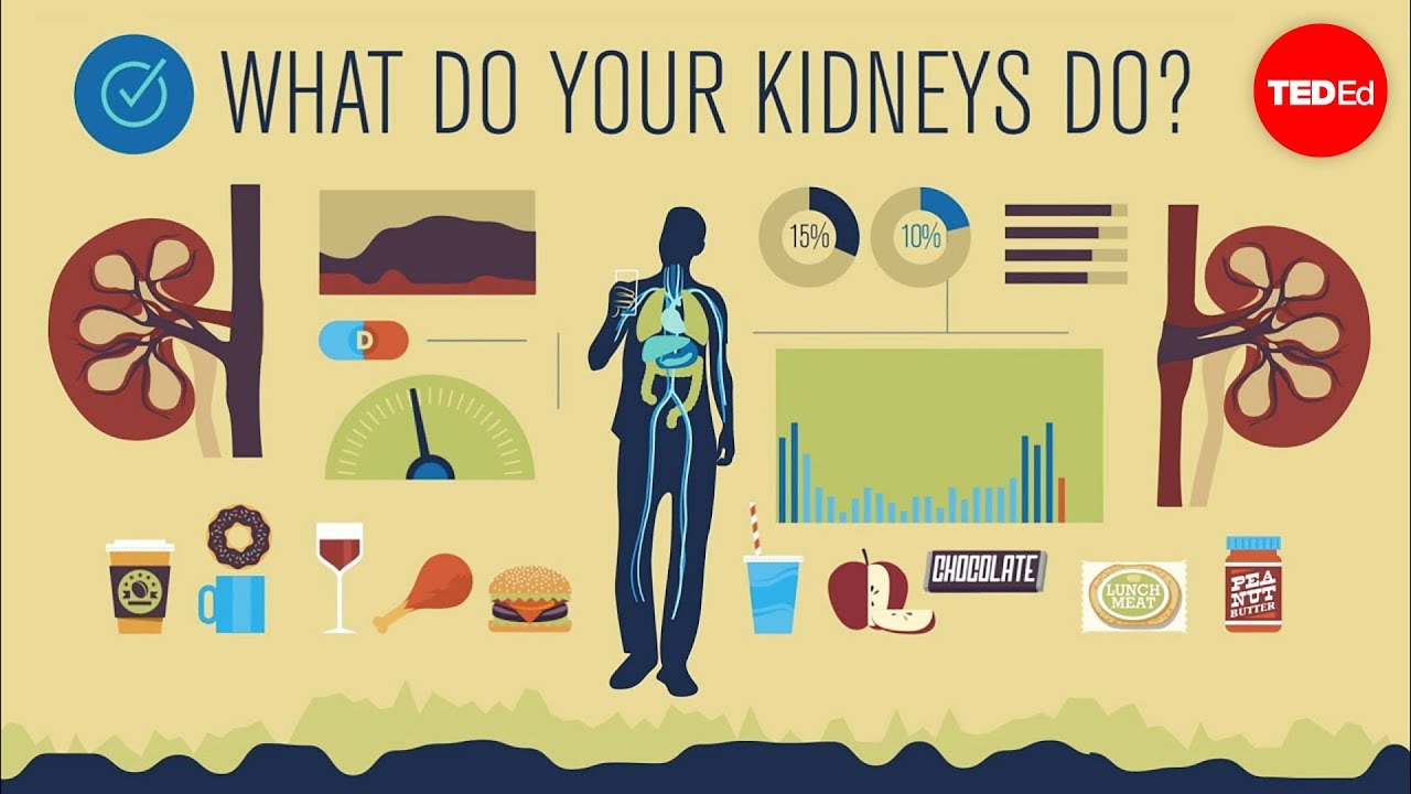 How do your kidneys work? - Emma Bryce