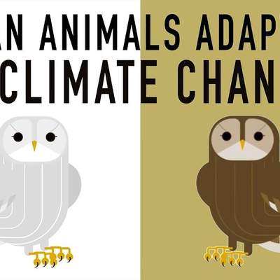 Can wildlife adapt to climate change? - Erin Eastwood
