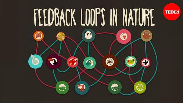 Feedback loops: How nature gets its rhythms - Anje-Margriet Neutel