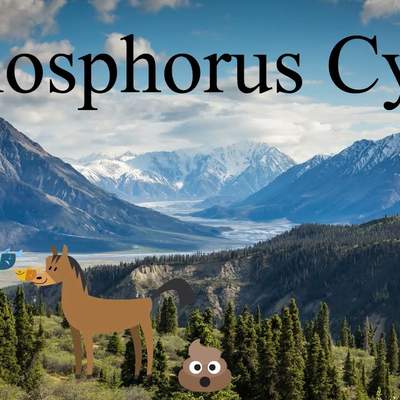 Phosphorus Cycle Explanation- A biogeochemical cycle