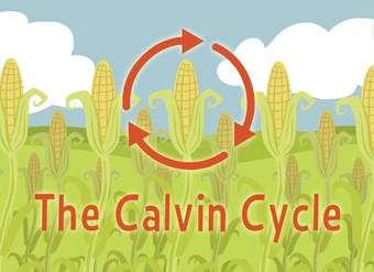 Nature's smallest factory: The Calvin cycle - Cathy Symington