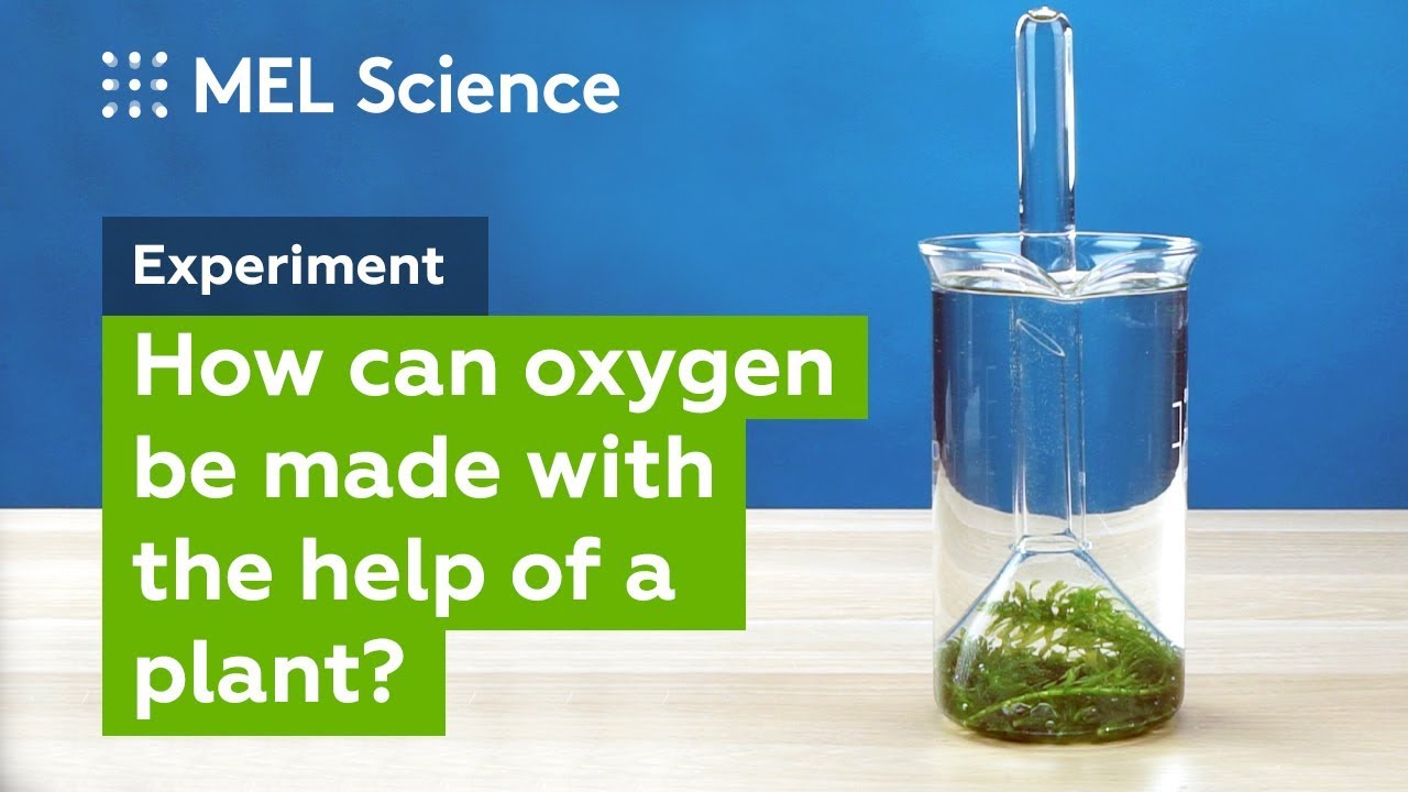 "Photosynthesis" experiment (How to make oxygen at home)