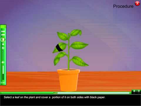 To Demonstrate that light is necessary for photosynthesis e learning science