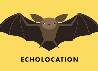 Echolocation
