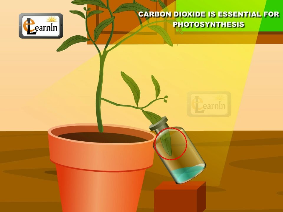 Carbon dioxide is essential for Photosynthesis proved with simple experiment - Science