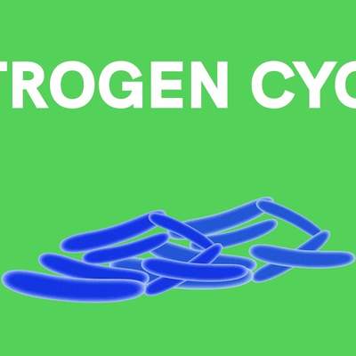 Microorganisms - Nitrogen Fixation/Nitrogen Cycle - CBSE Class 8