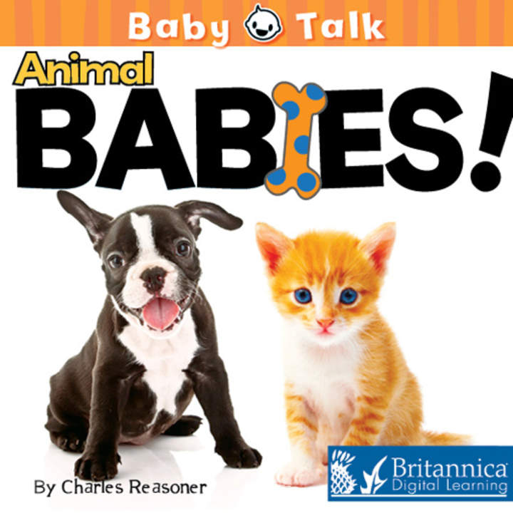 Animal Babies!