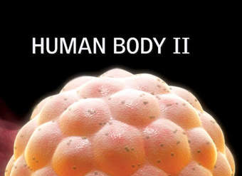 Human Body II