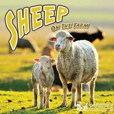 Sheep on the Farm
