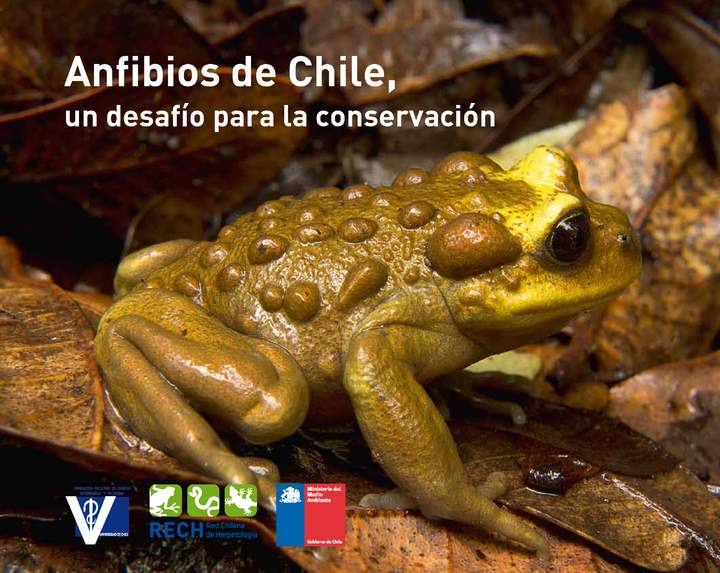Anfibios de Chile, un desafío para la conservación