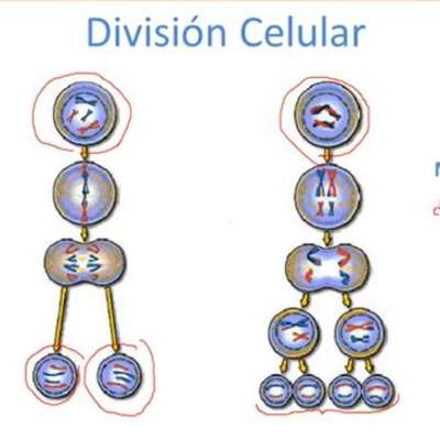 La meiosis y la mitosis