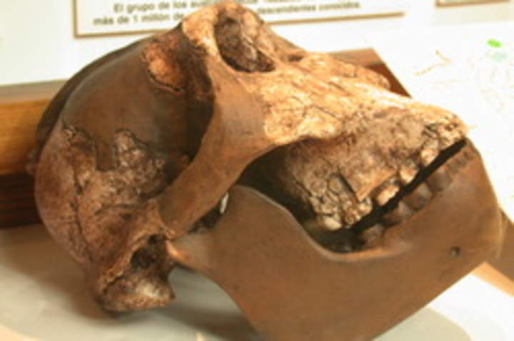 Cráneo Australopithecus