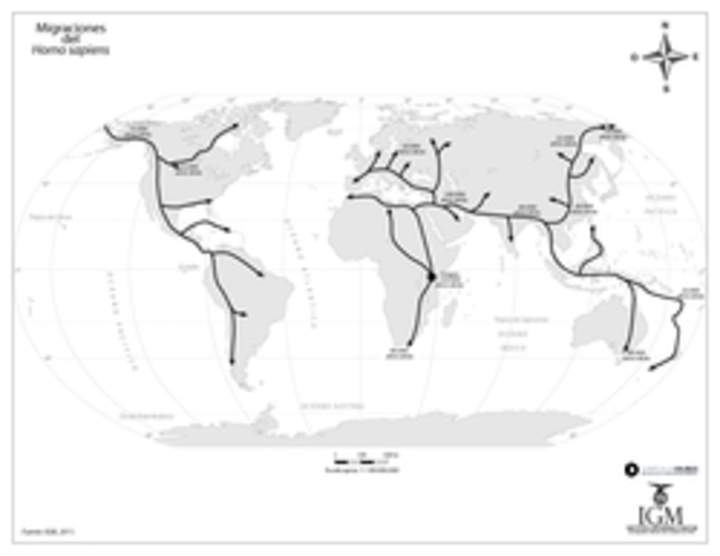 Mapa migraciones Homo Sapiens