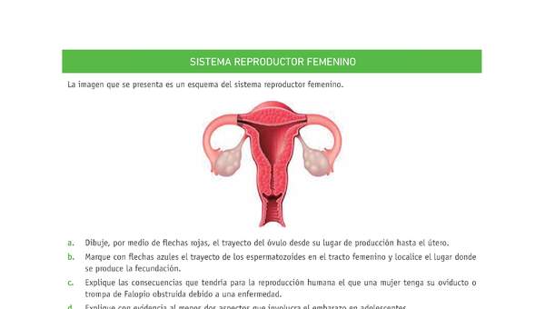 Evaluación Programas - CN07 OA02 - U4 - SISTEMA REPRODUCTOR FEMENINO