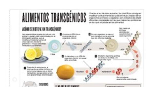 Infografía: Alimentos transgénicos