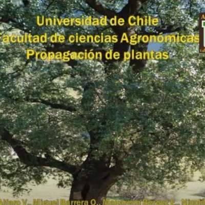 Nicolás Catrileo (10 jun. 2013). Propagación de Quillay. Universidad de Chile. Facultad de Ciencias Agronómicas