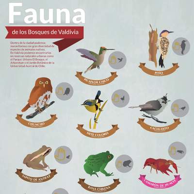 Afiche fauna de bosques de Valdivia
