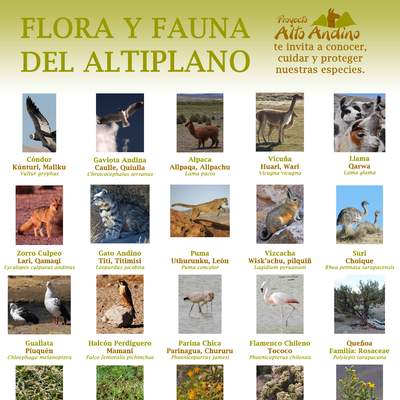 Flora y fauna del altiplano