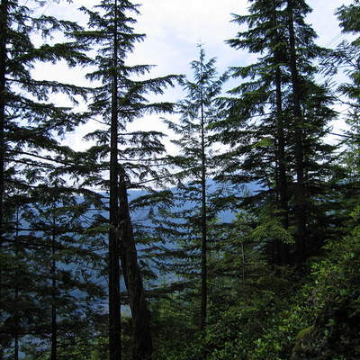 Foto de un bosque en Canadá