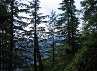 Foto de un bosque en Canadá