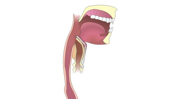 Organos digestivo sin rotular