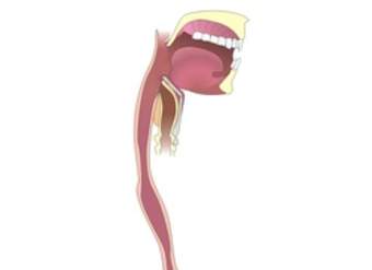 Organos digestivo sin rotular