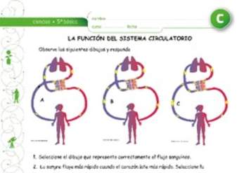 Función del sistema circulatorio