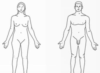 Cuerpos desnudos para dibujar