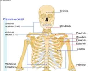El esqueleto humano rotulado