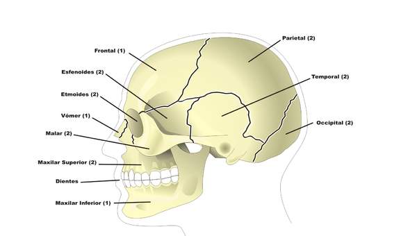 Los huesos del cráneo