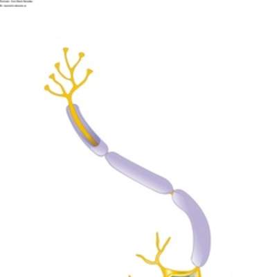 Una neurona