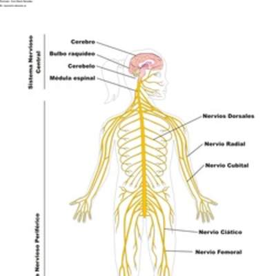 El sistema nervioso rotulado