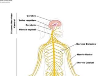 El sistema nervioso rotulado