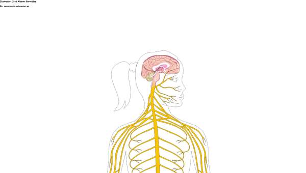 El sistema nervioso sin rotular