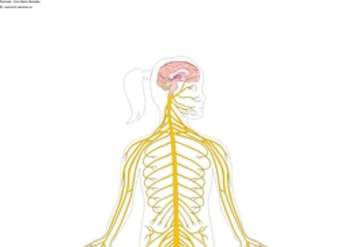 El sistema nervioso sin rotular