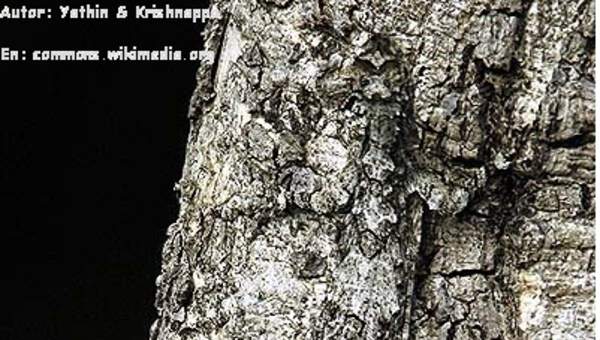Lagartija camuflada en árbol