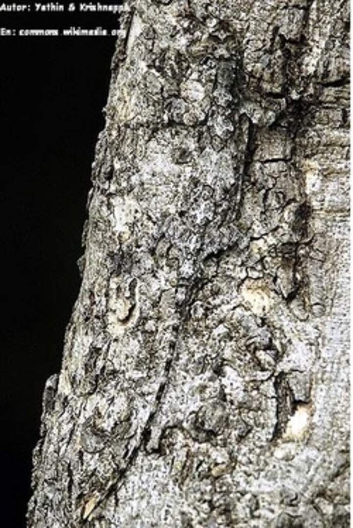 Lagartija camuflada en árbol