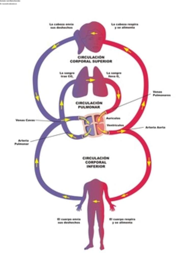 Diagrama del sistema circulatorio