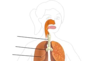 Sistema respiratorio para rotular