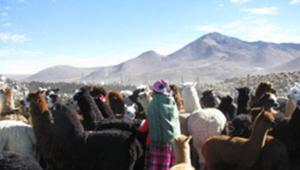 Pastora de Parinacota