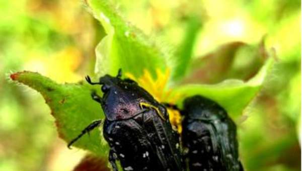Escarabajos negros