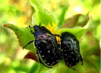 Escarabajos negros