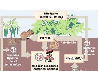 El ciclo del nitrógeno