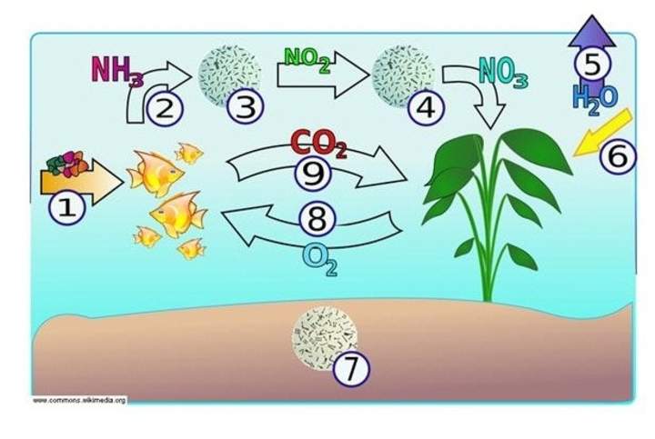 El ciclo del nitrógeno en un acuario