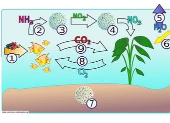 El ciclo del nitrógeno en un acuario